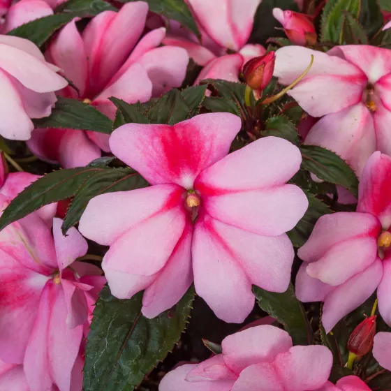 Spectra™ Pink Bicolor