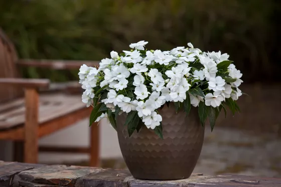 Spectra™ White