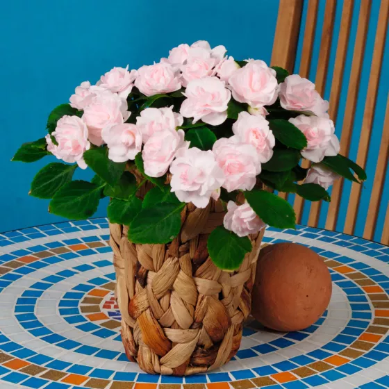 Silhouette® Appleblossom