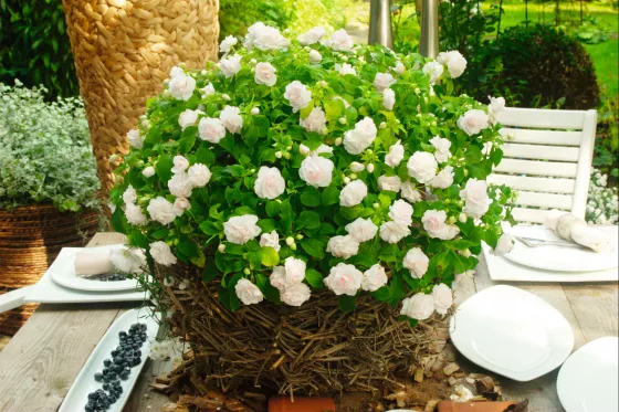 Silhouette® Appleblossom