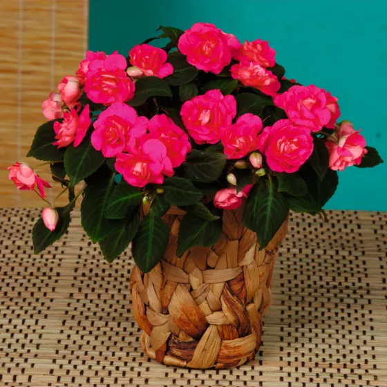 Silhouette® Rose