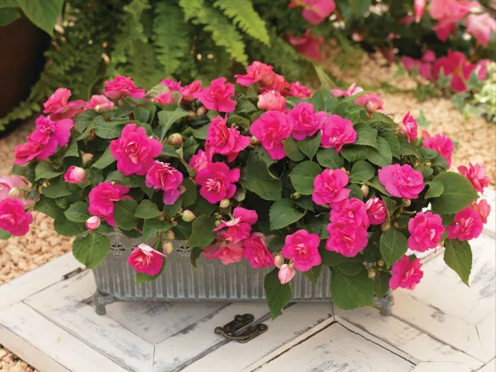 Silhouette® Rose