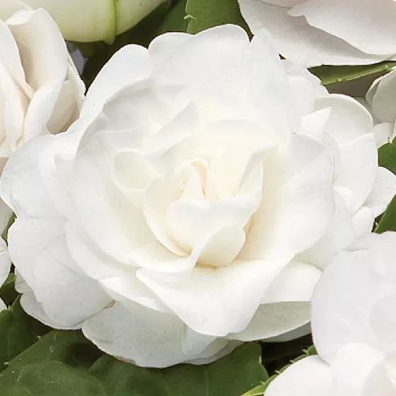 Silhouette® White