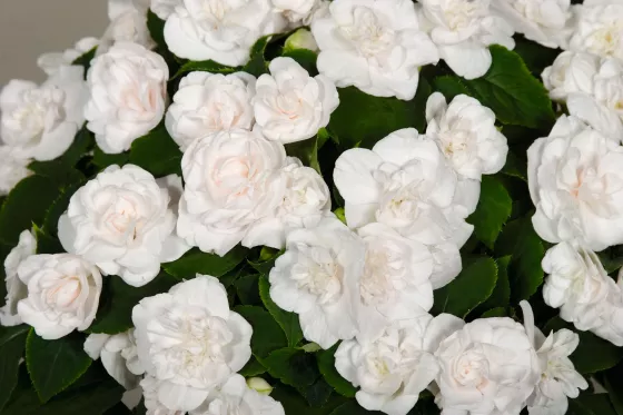 Silhouette® White