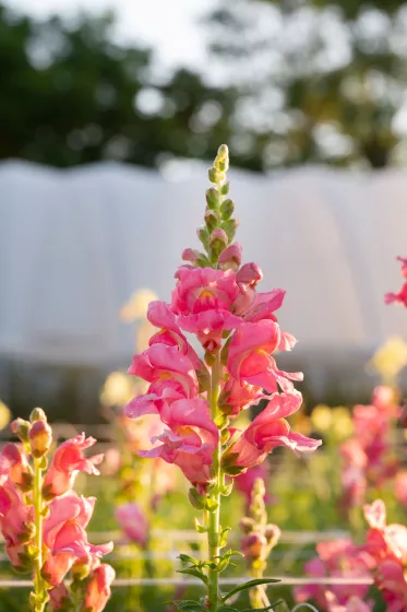 Liberty Classic™ Rose Pink