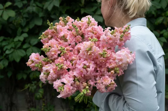 Madame Butterfly™ Pink