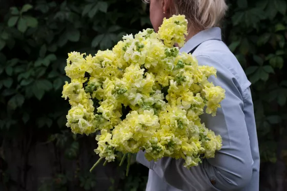 Madame Butterfly™ Yellow