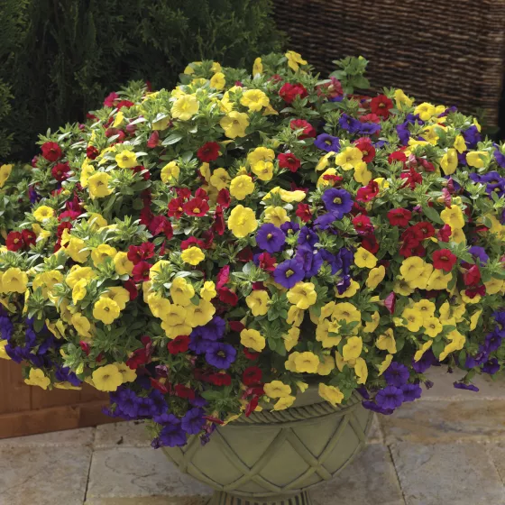 Callie® Color Wheel™ Mix