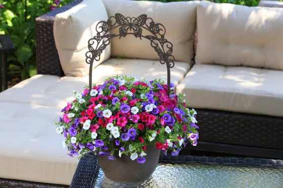 Callie® Patio Selfie™ Mix