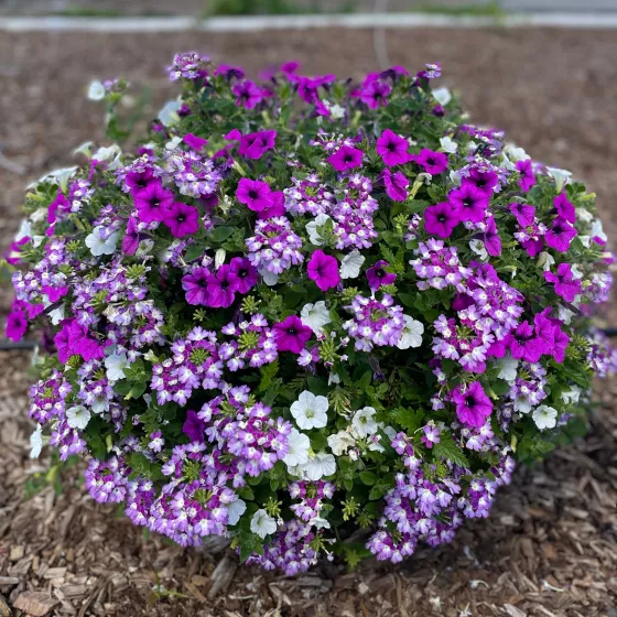 Dekko™ Lavender Twist™ Mix