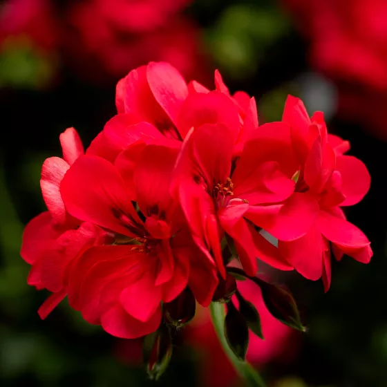 Ivy League™ Hot Coral