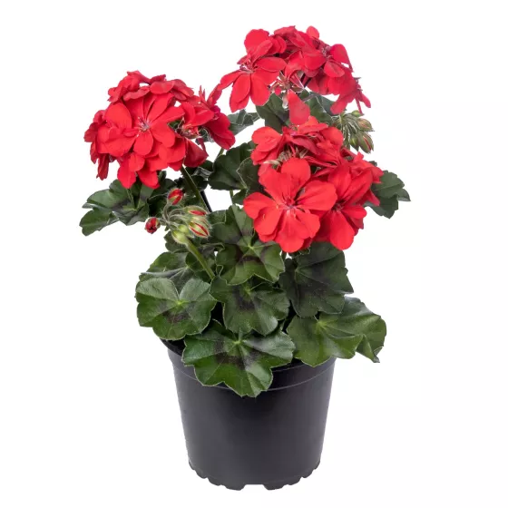 Ivy League™ Red