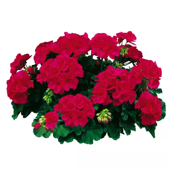Americana® Cherry Rose