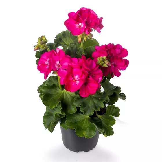 Rocky Mountain™ Deep Rose