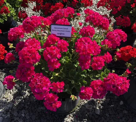 Rocky Mountain™ Violet