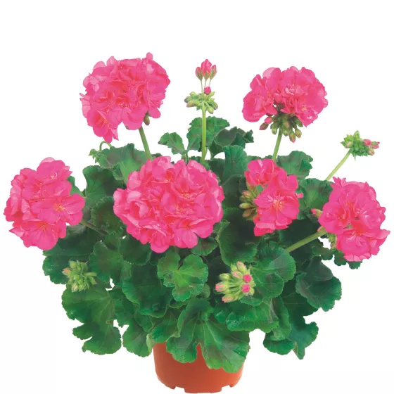 Rocky Mountain™ Violet