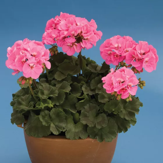 Tango™ Deep Pink