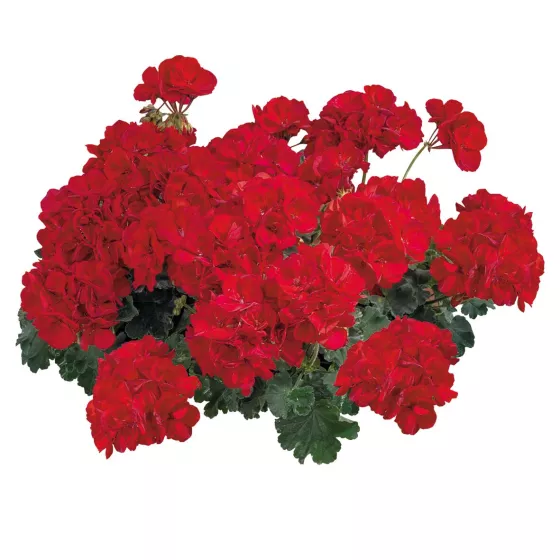 Tango™ Deep Red