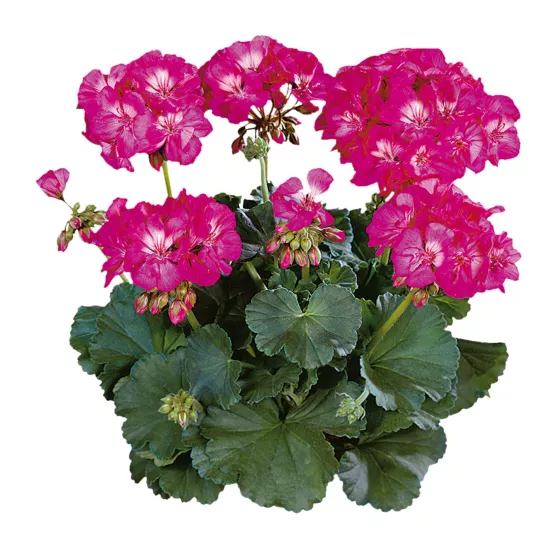 Tango™ Hot Pink