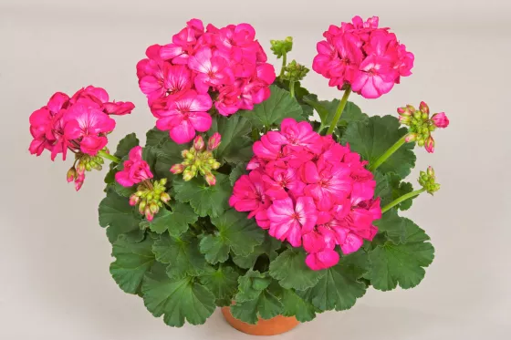 Tango™ Hot Pink