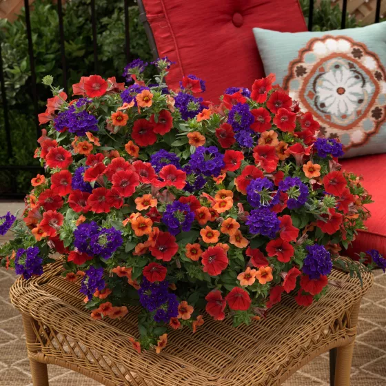 Southwestern Summer™ Mix Imp.