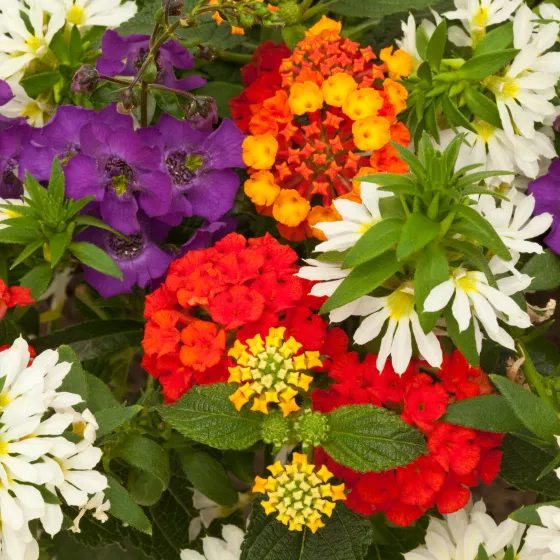 SUMMERぶどう Summer to Remember™ Imp. | Syngenta Flowers