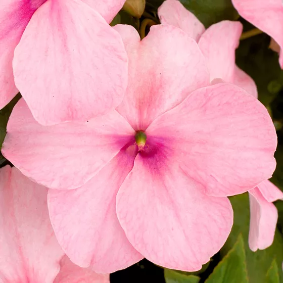 Xtreme™ Pink | Syngenta Flowers