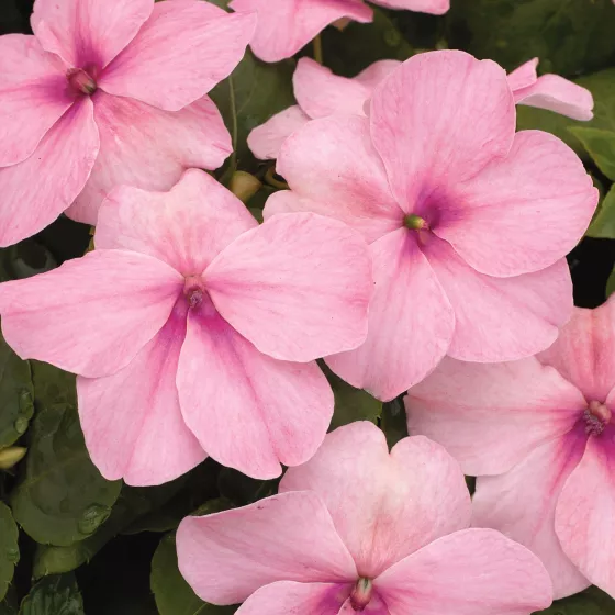 Xtreme™ Pink