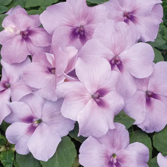 Xtreme™ Lavender