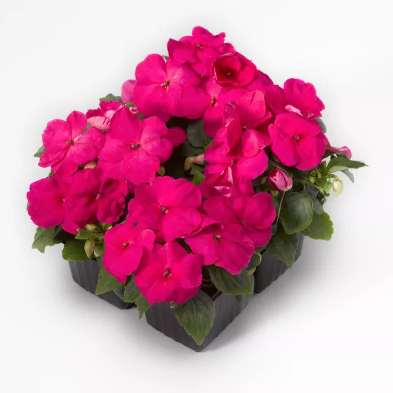 Xtreme™ Bright Rose