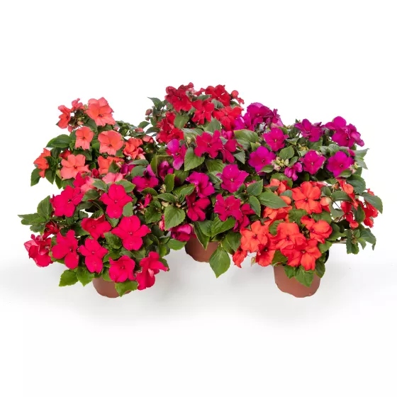 Imara® XDR Tango Mix