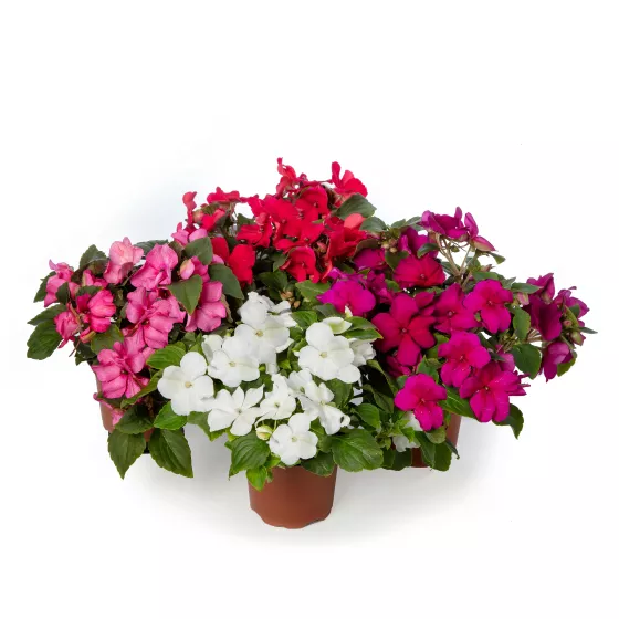 Imara® XDR Rosy Mix
