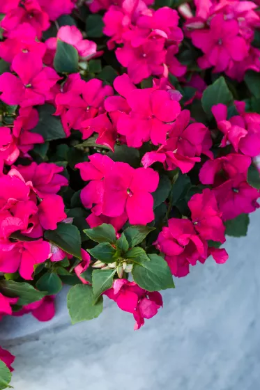 Imara® XDR Rose
