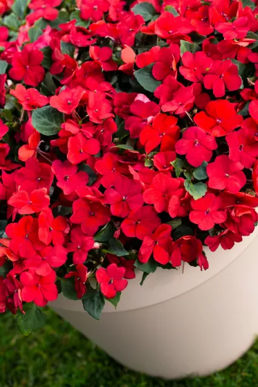 Imara® XDR Red