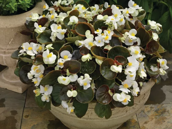 Eureka™ Bronze Leaf White