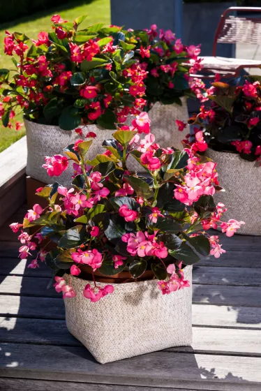Bionic™ Bronze Leaf Rose