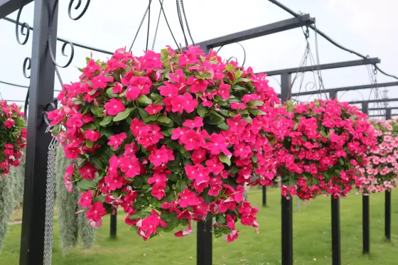 Cora® Cascade XDR Bright Rose