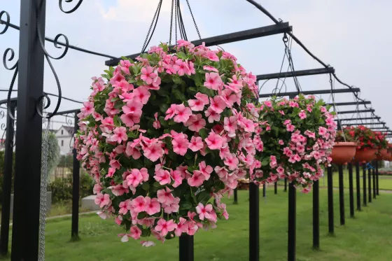 Cora® Cascade XDR Strawberry | Syngenta Flowers