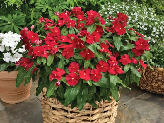 Cora® Classic Red