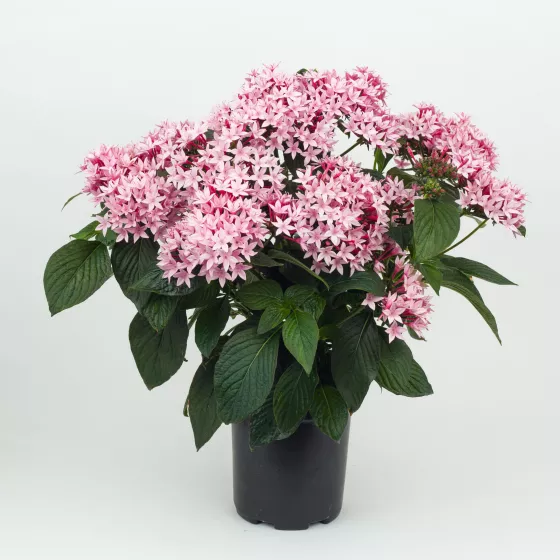 Starcluster™ Appleblossom