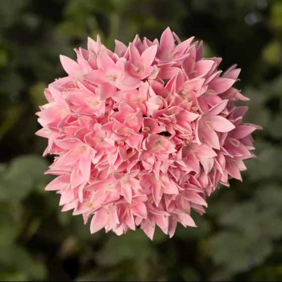 Starcluster™ Cascade Blush
