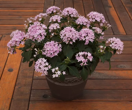 Starcluster™ Lavender
