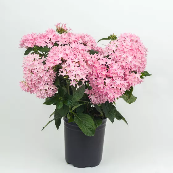 Starcluster™ Pink