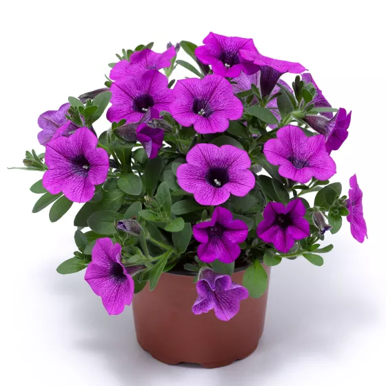 Dekko™ Deep Lavender Vein