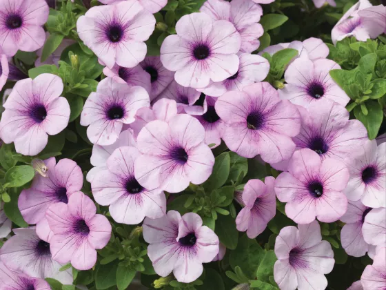 Dekko™ Lavender Eye