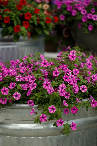 Dekko™ Pinwheel Purple