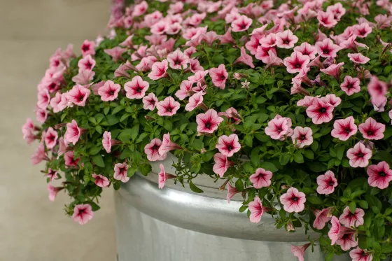 Dekko™ Rose Vein