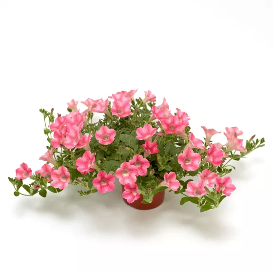 Dekko™ Star Coral