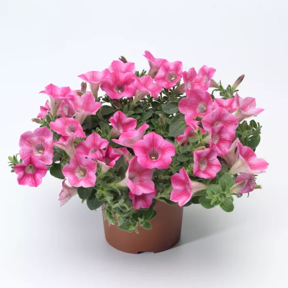 Dekko™ Star Rose