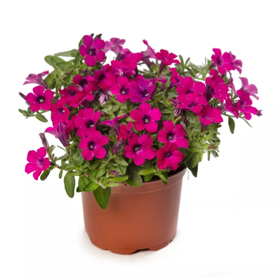 Itsy™ Magenta